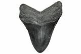 Fossil Megalodon Tooth - South Carolina #328601-1